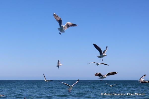Kelp gulls, South Africa 